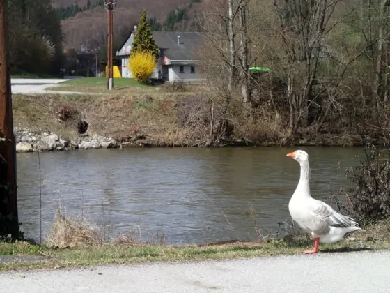 Gefahrenzonenpläne Steiermark VI 02